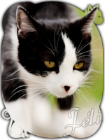Féli